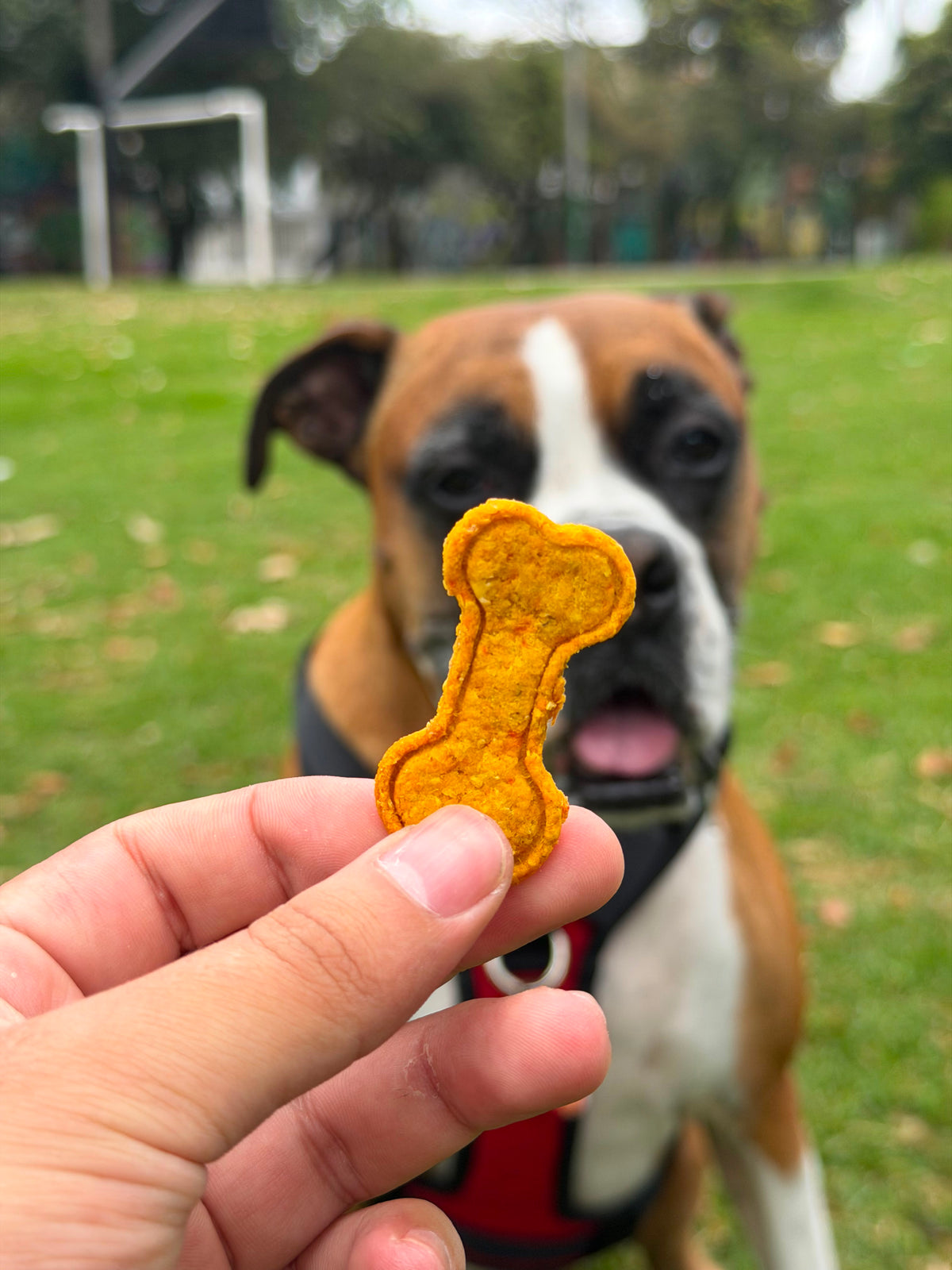 Galletas horneadas para perro 160gr