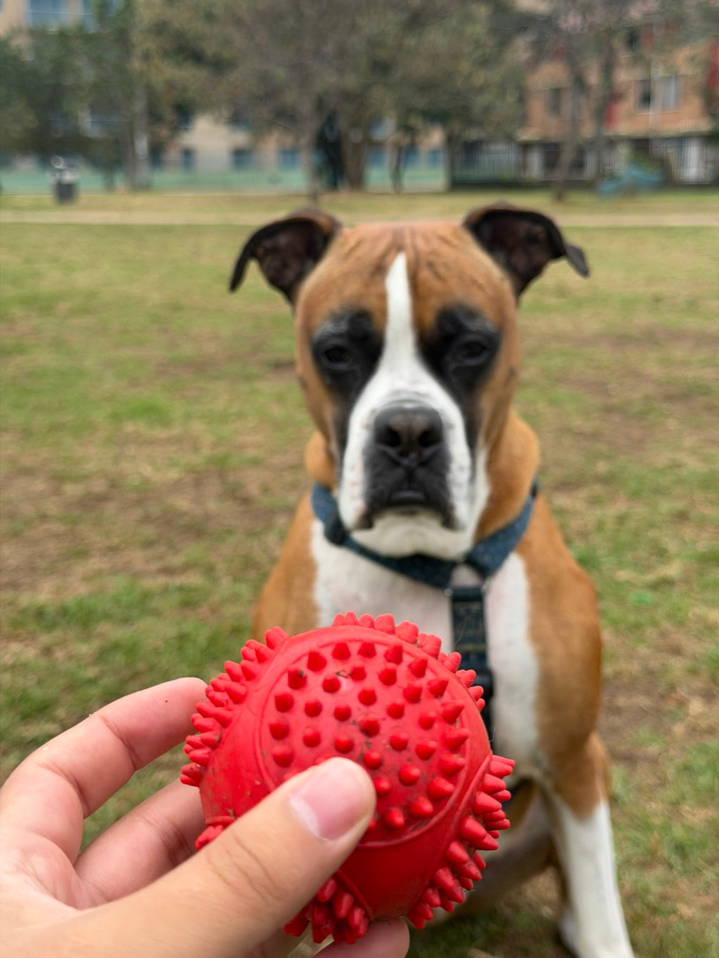 Pelota de Caucho Macizo para Perros Grandes | 8 cm