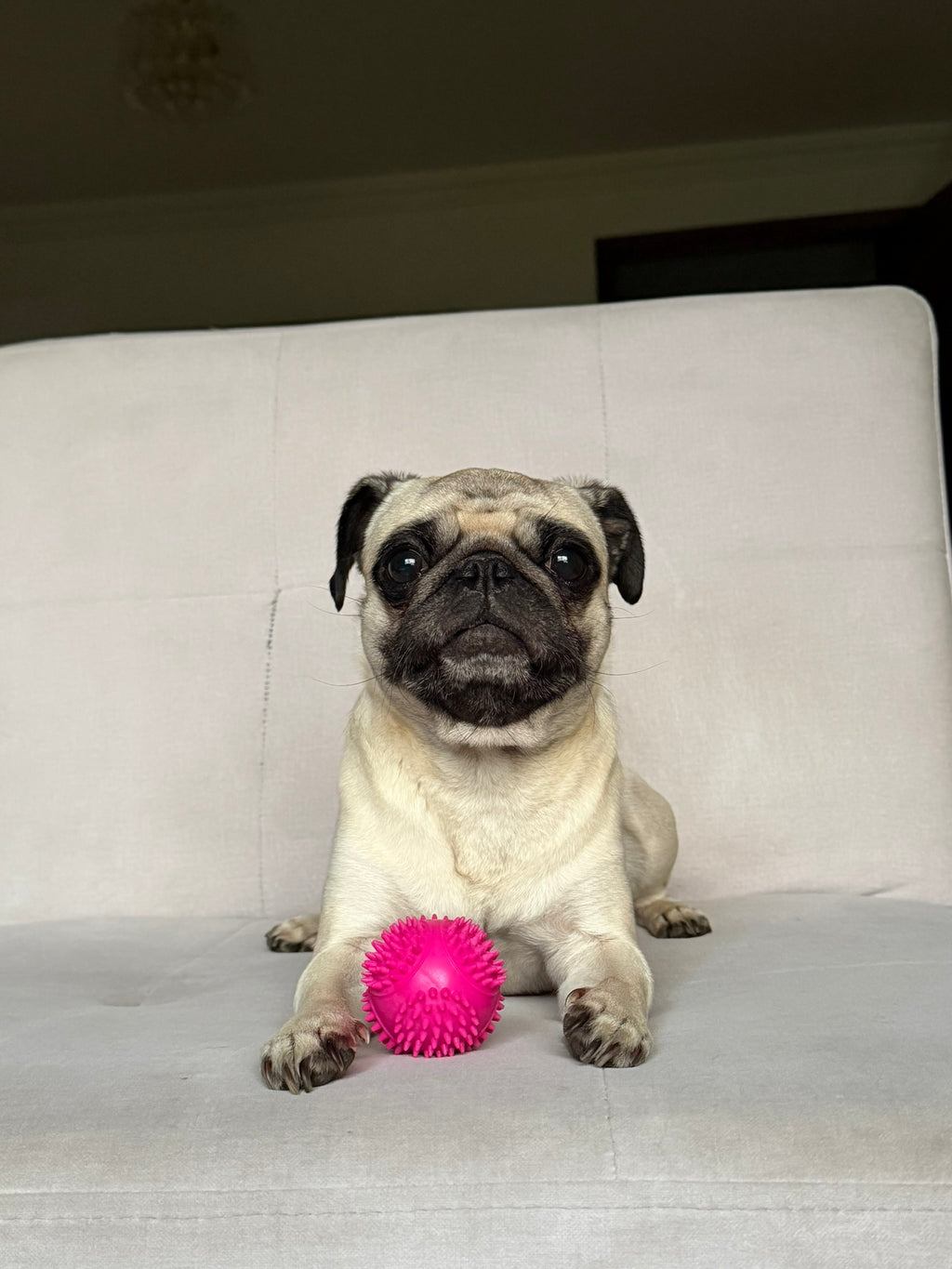 Pelota de Caucho Macizo para Perros Pequeños | 5 cm