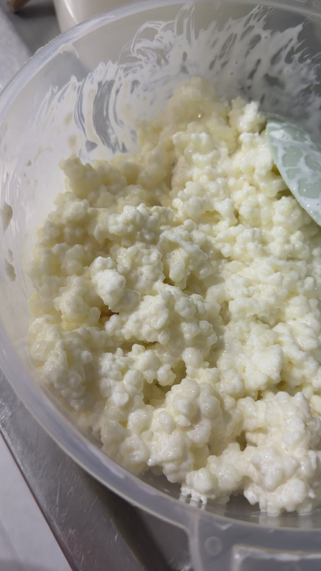Nódulos de Kéfir de Leche